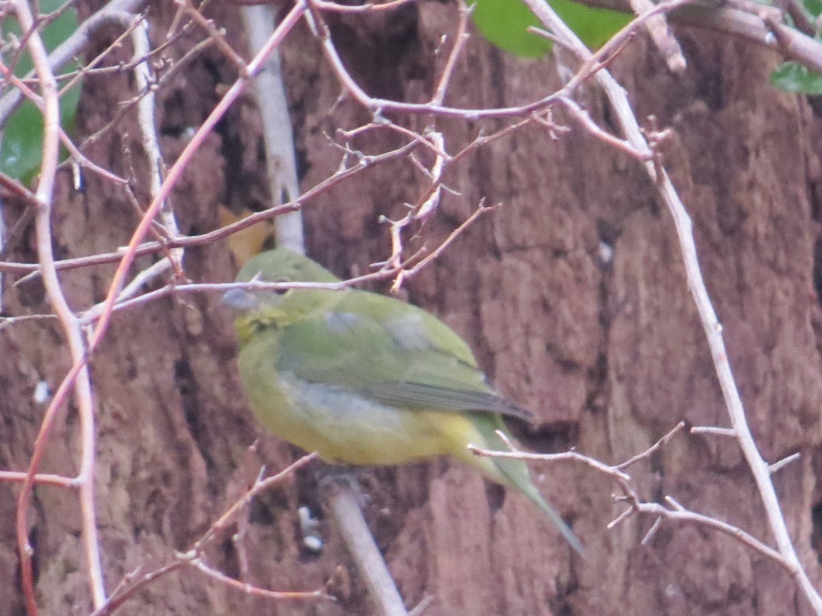 Painted Bunting - ML647149409