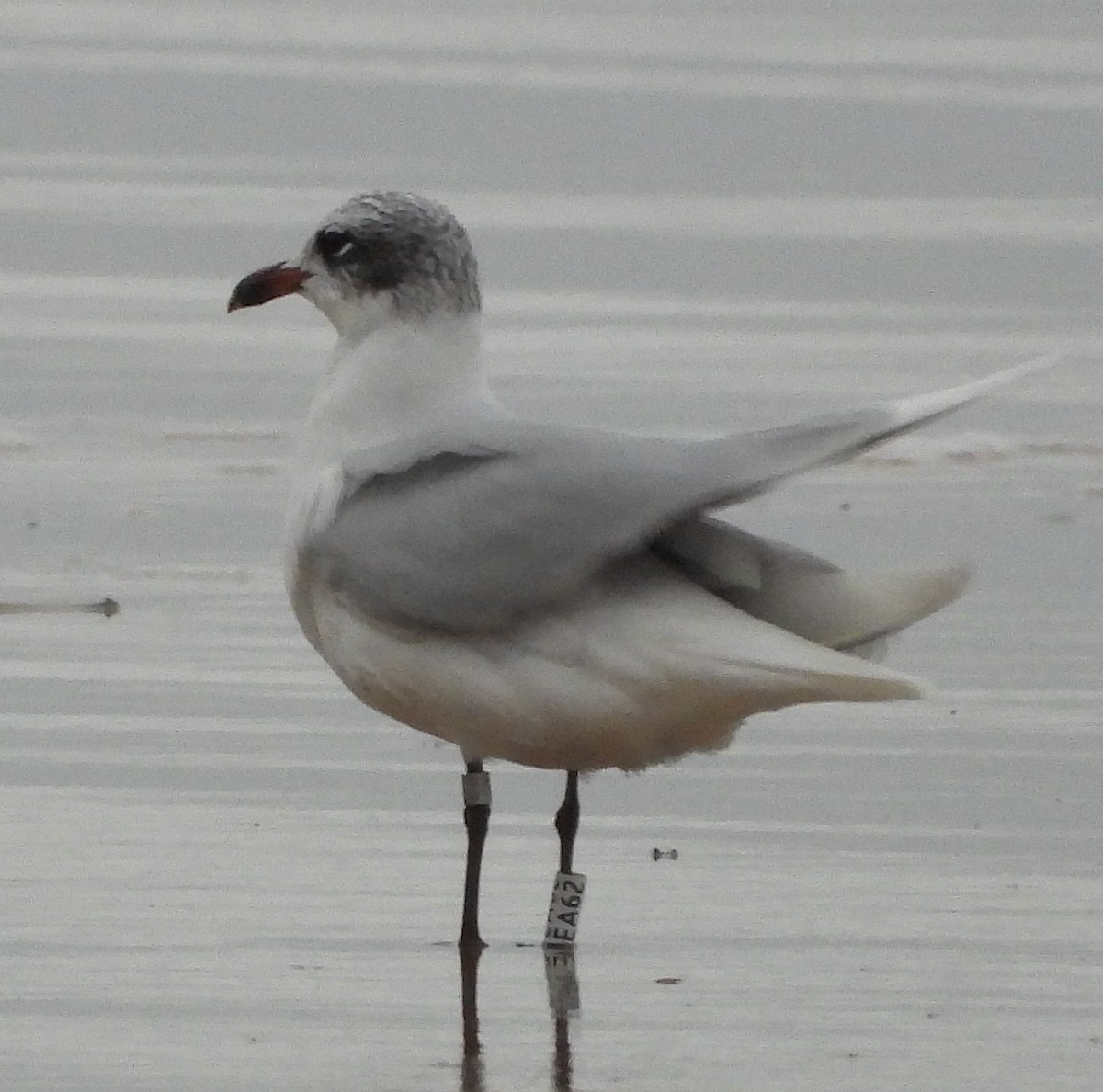Mediterranean Gull - ML647149427