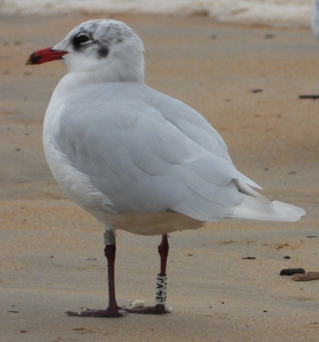 Mediterranean Gull - ML647149428
