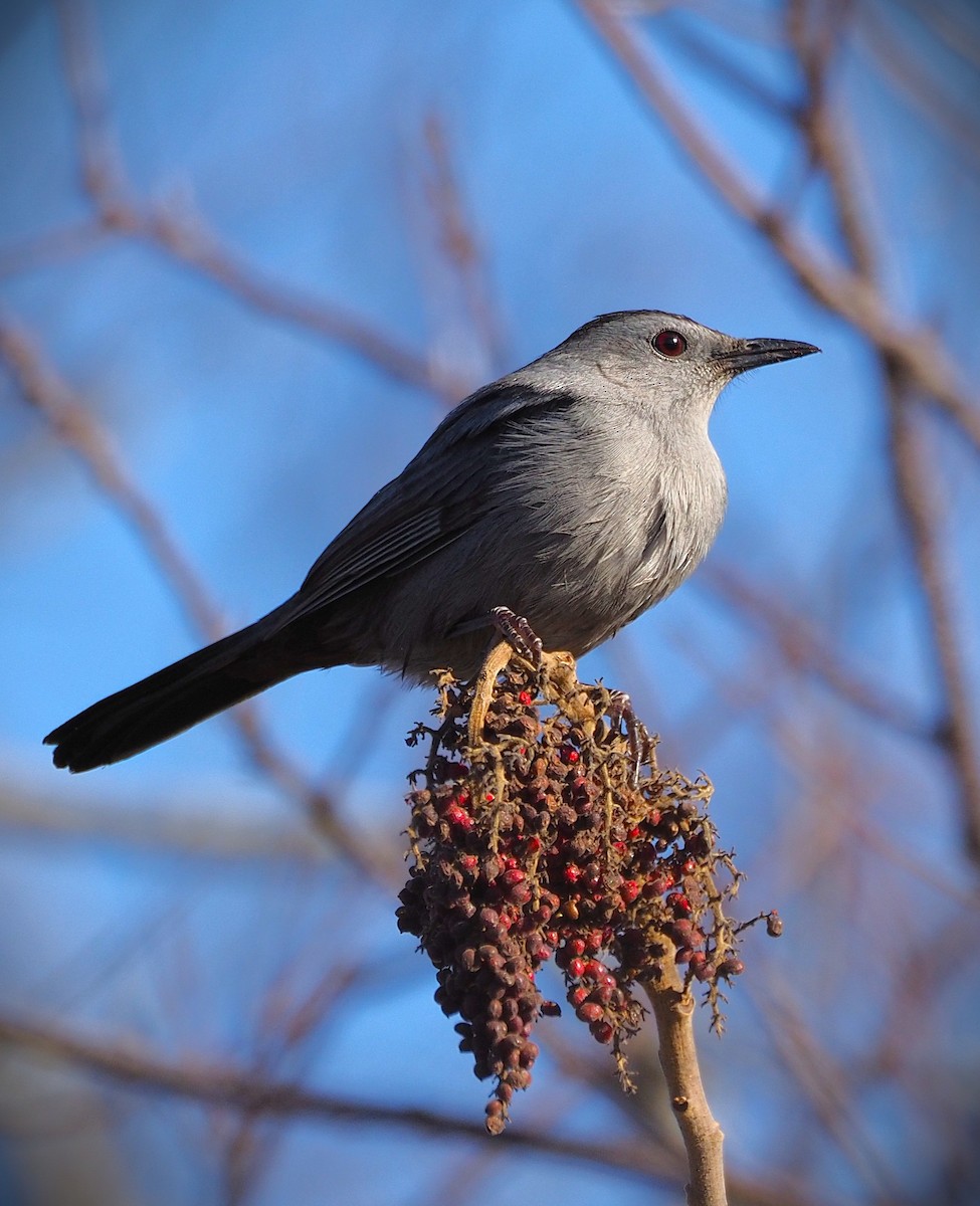 Gray Catbird - ML647149435