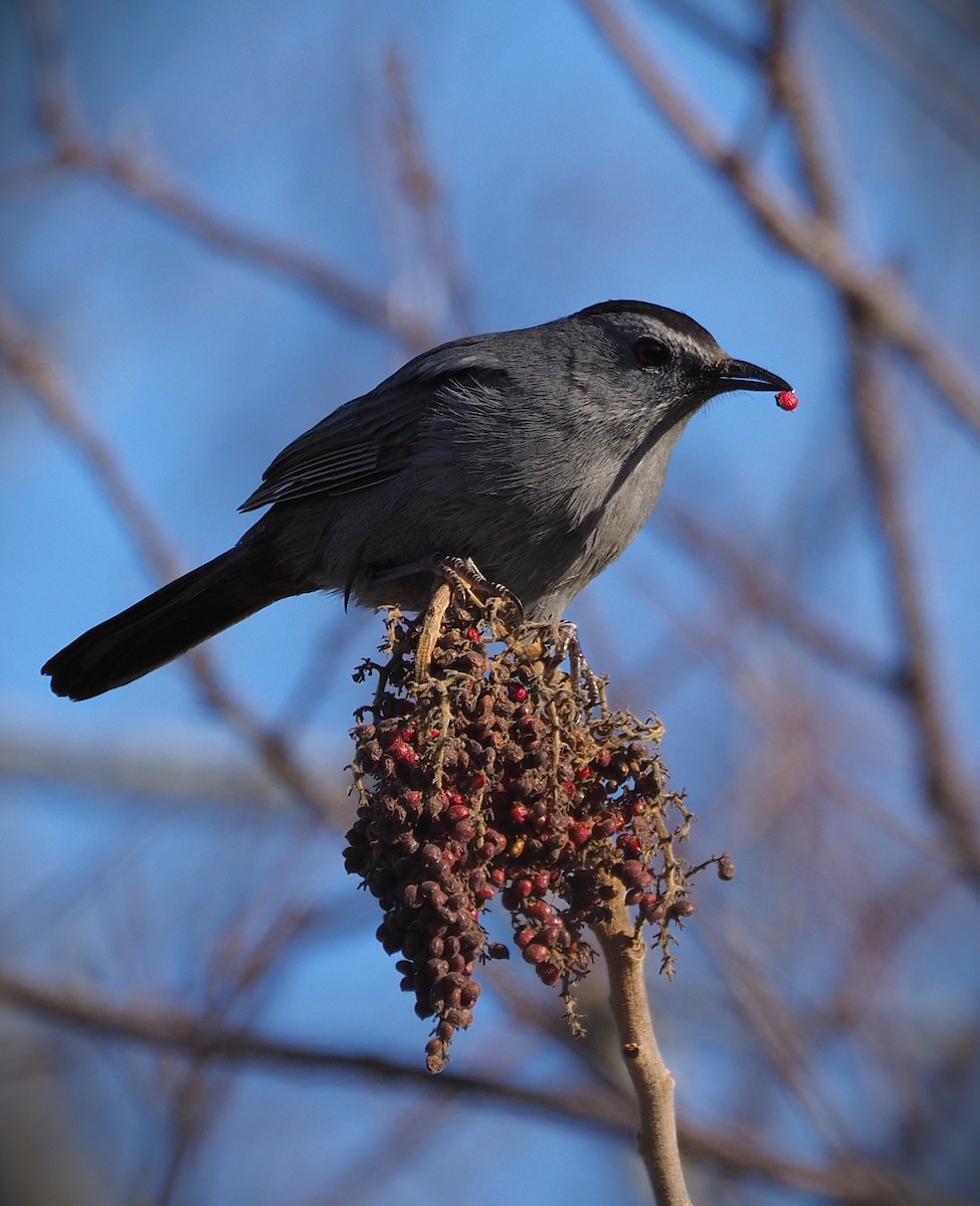 Gray Catbird - ML647149436