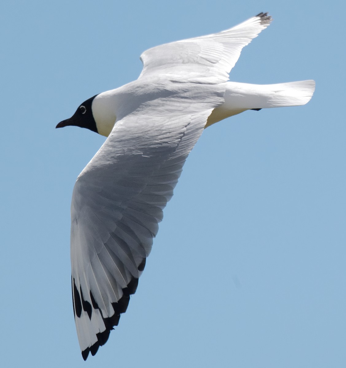 Andean Gull - ML647149460