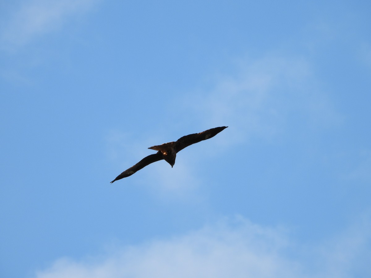 Шуліка чорний - ML647149461