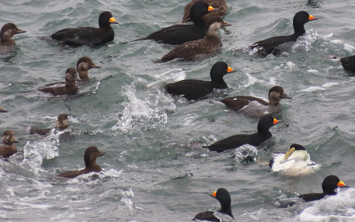 Black Scoter - ML647149477