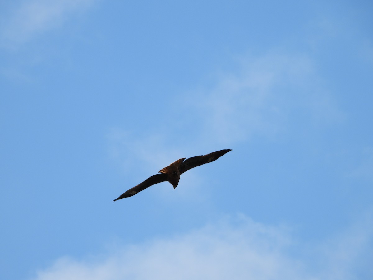 Шуліка чорний - ML647149478