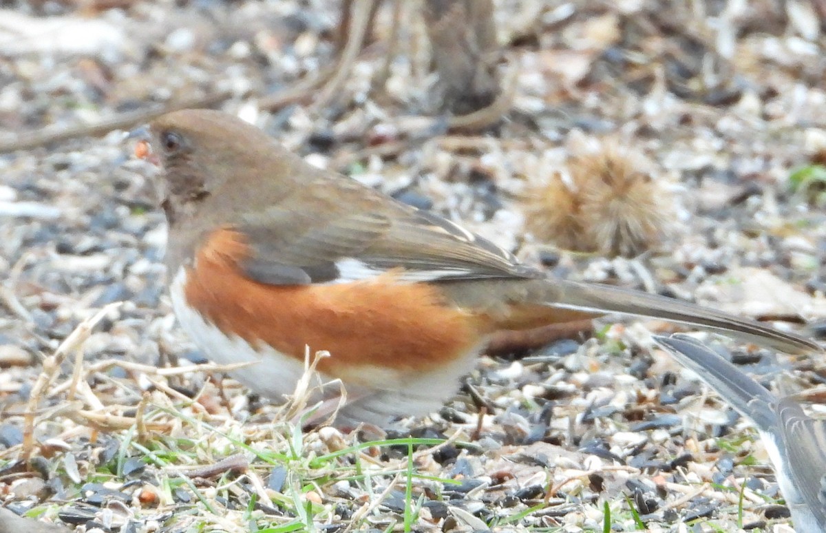 Eastern Towhee - ML647149485