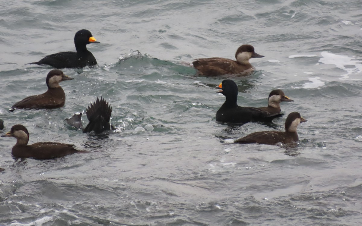 Black Scoter - ML647149490