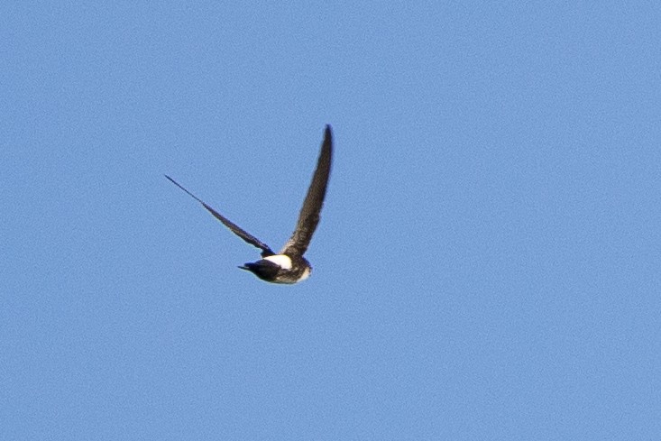 Antillean Palm Swift - ML647149491