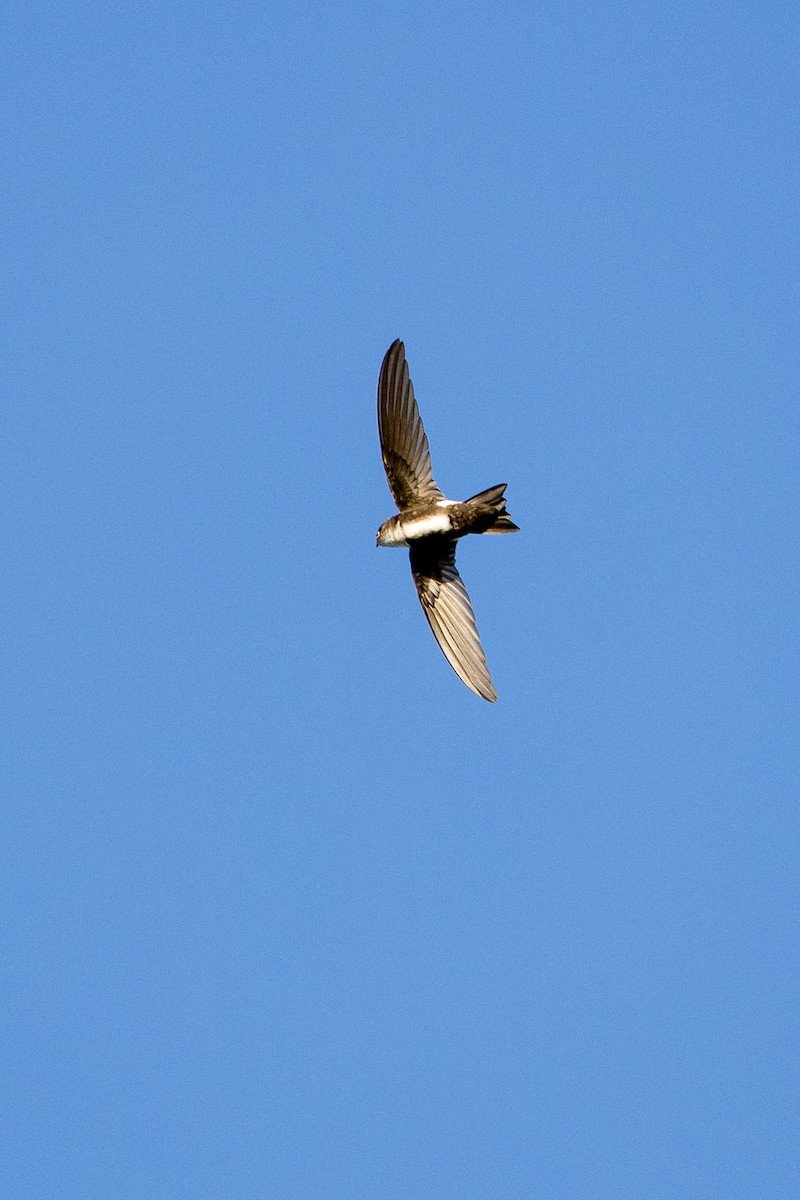 Antillean Palm Swift - ML647149492