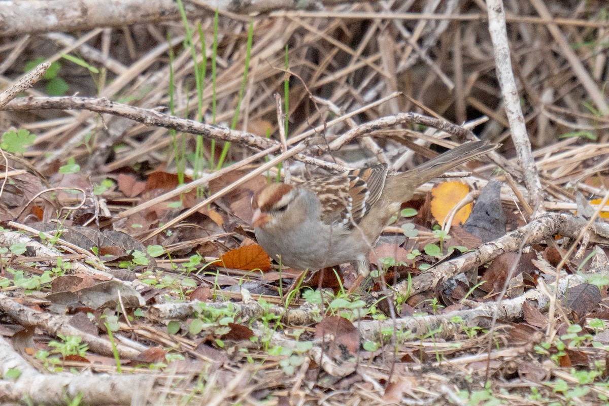 Белобровая овсянка - ML647149499
