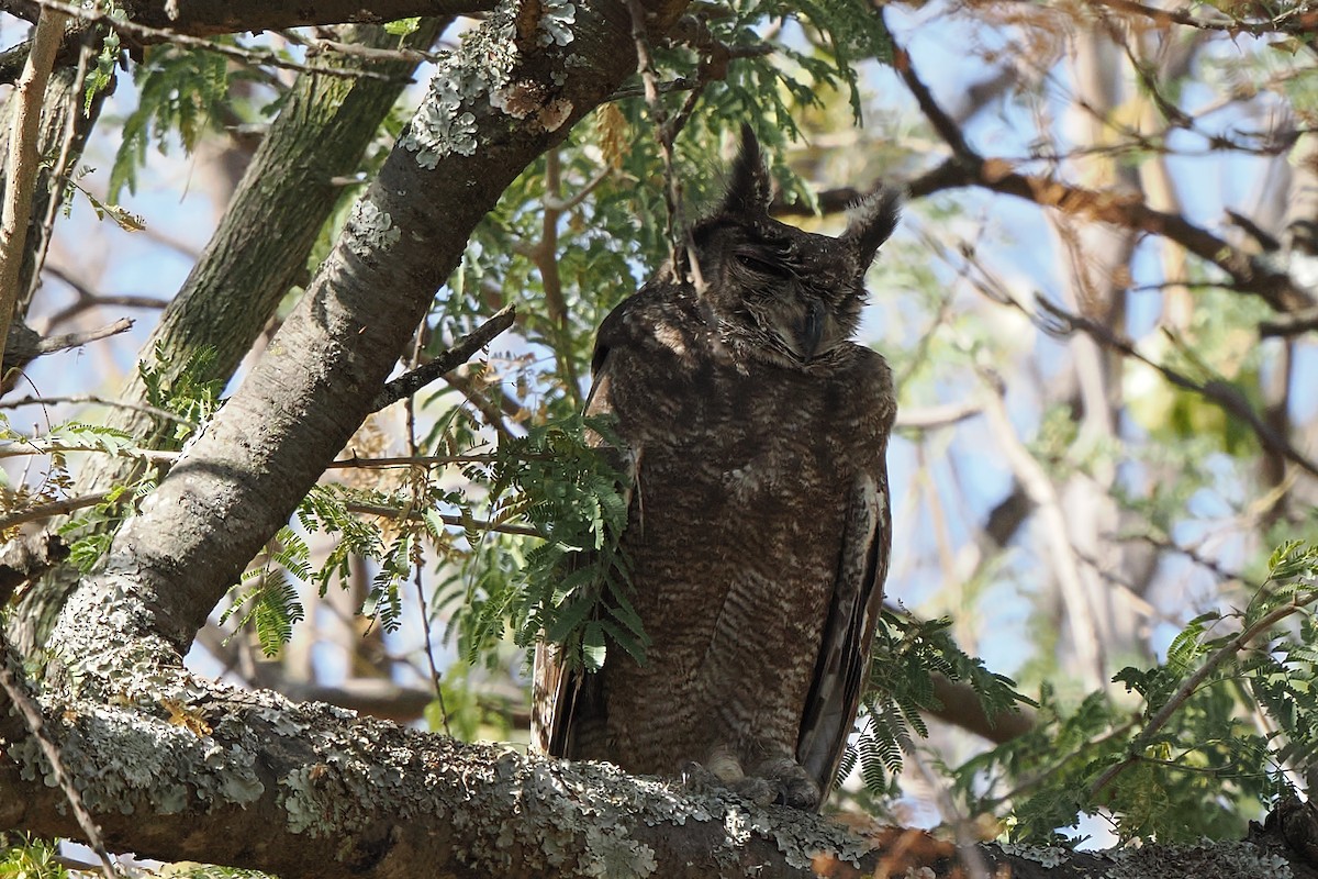 Grayish Eagle-Owl - ML647149502