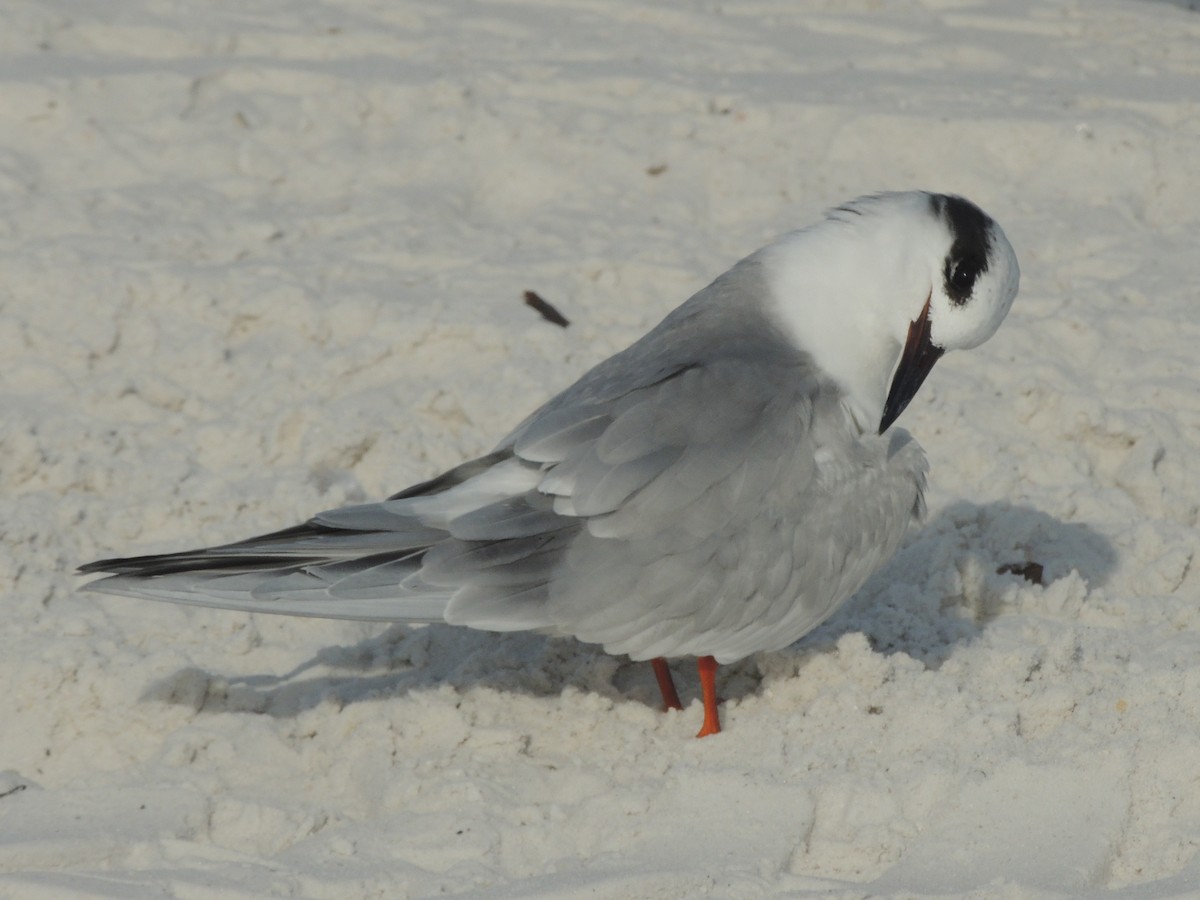 prærieterne - ML647149508