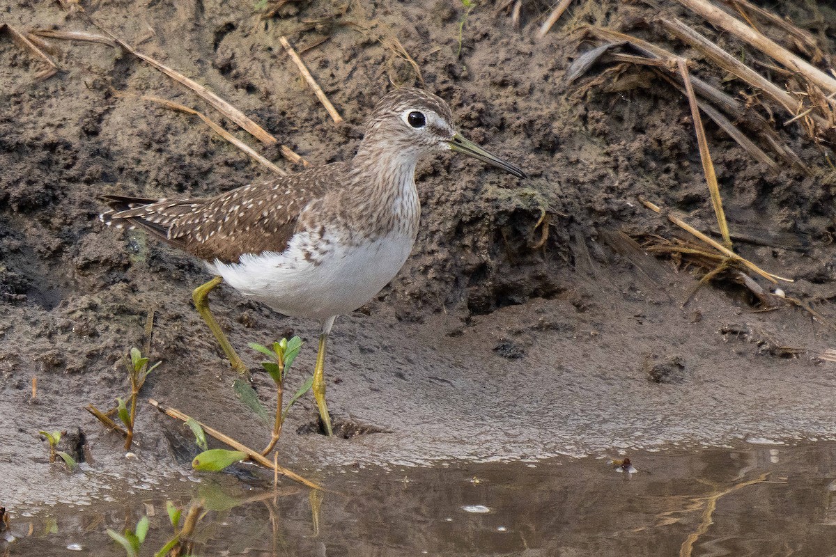 Solitary Sandpiper - ML647149536