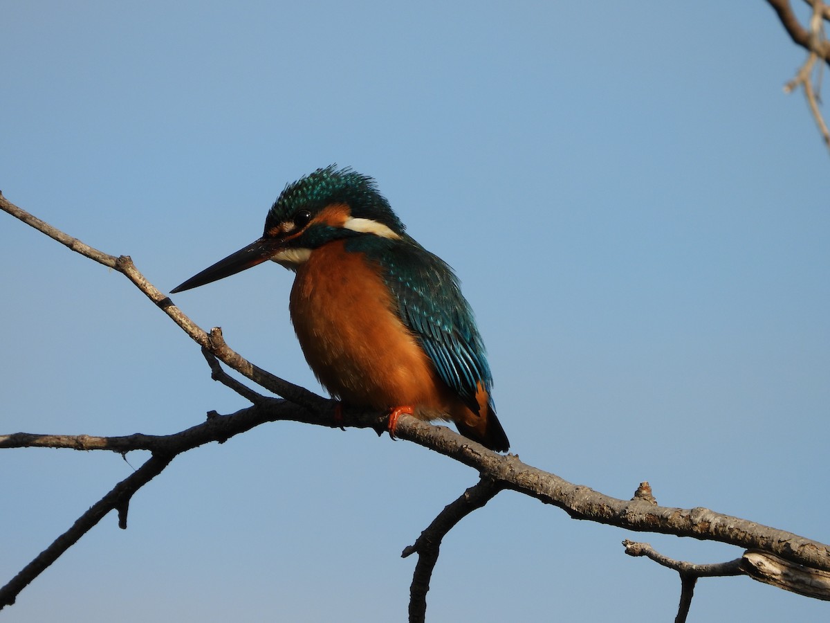 Рибалочка блакитний - ML647149540