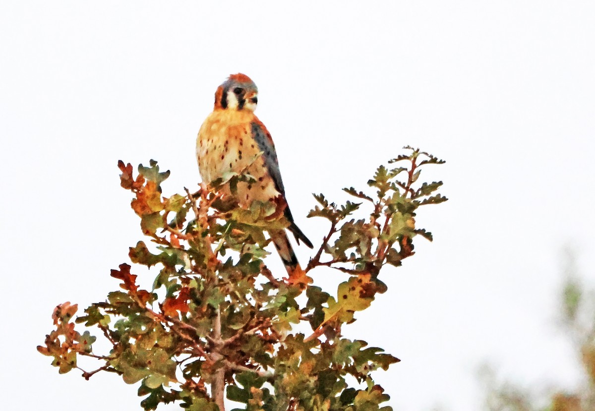בז אמריקני - ML647149547