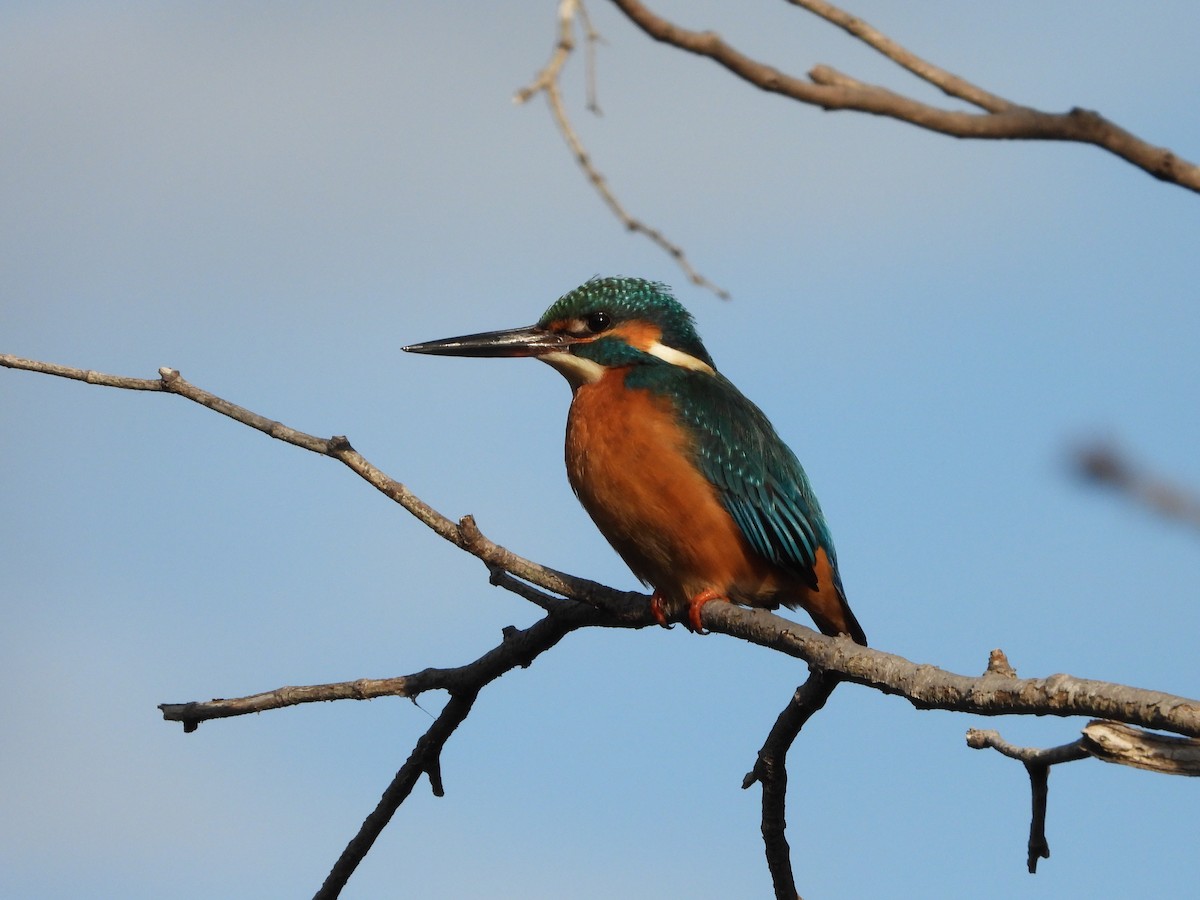 Рибалочка блакитний - ML647149549