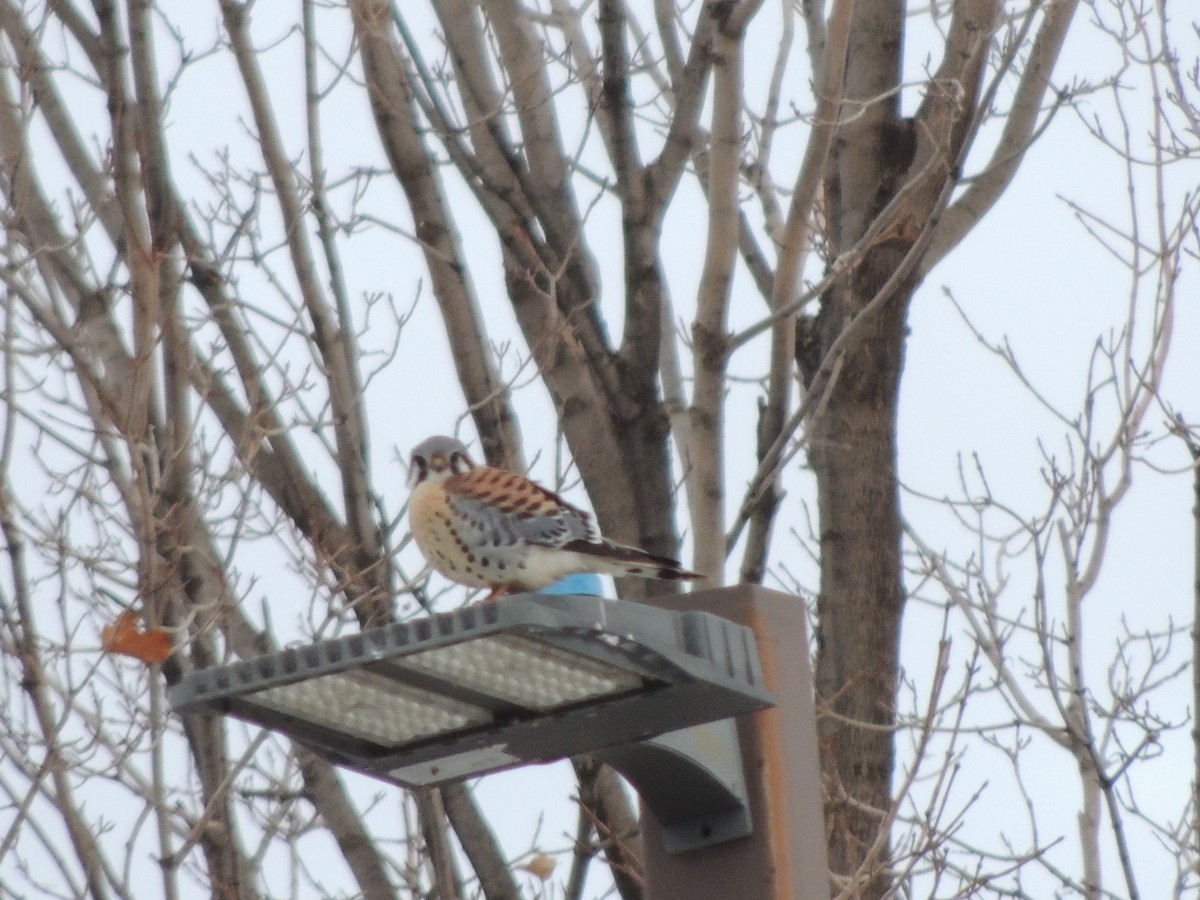 בז אמריקני - ML647149550