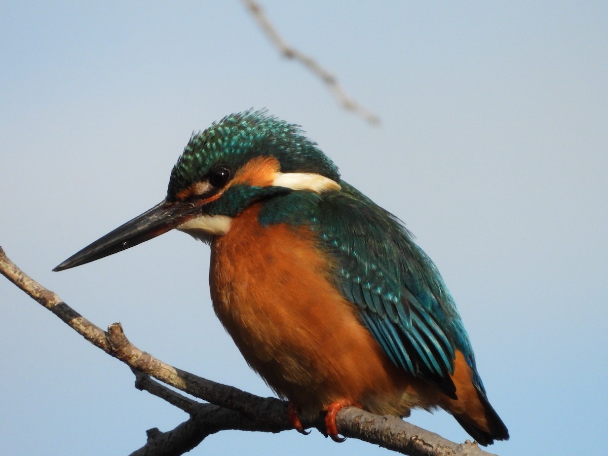 Рибалочка блакитний - ML647149552