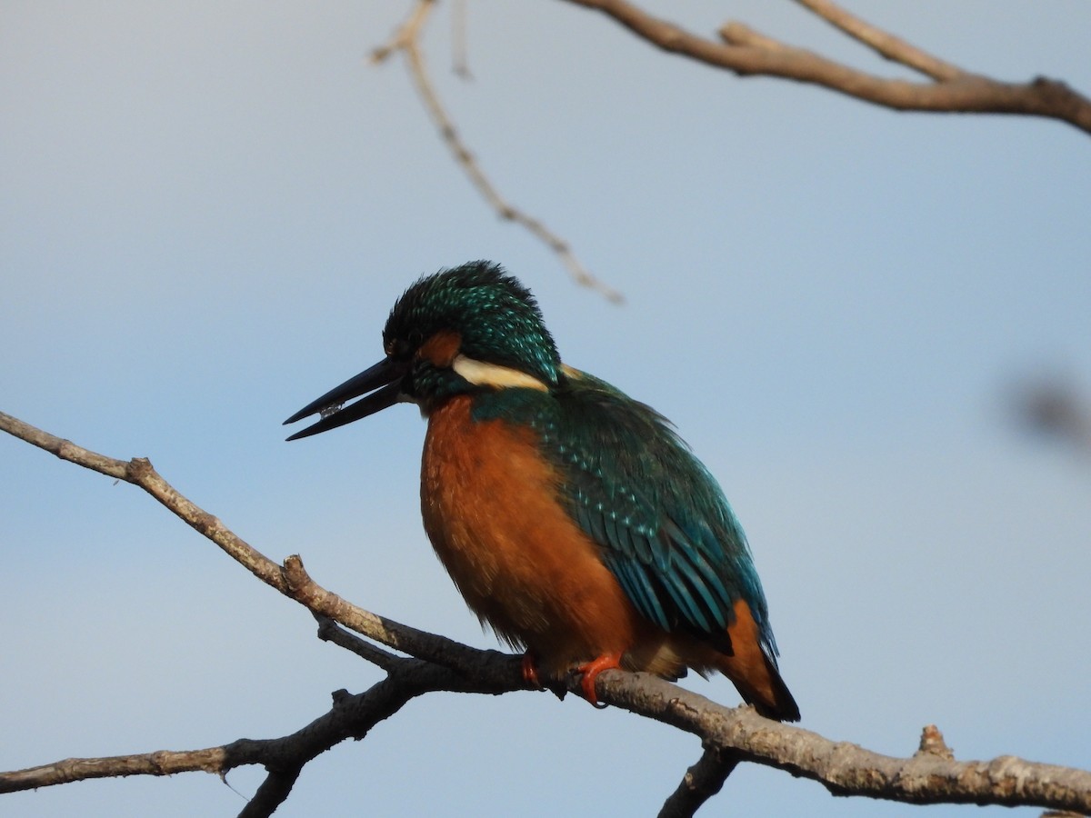 Рибалочка блакитний - ML647149559