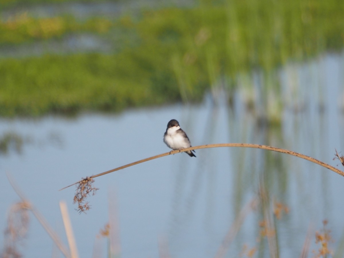 Tree Swallow - ML647149561