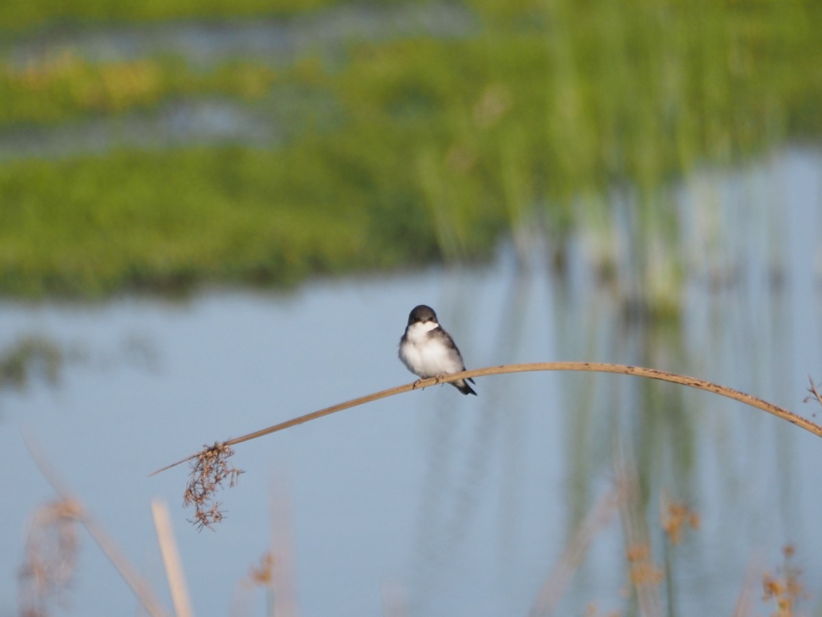 Tree Swallow - ML647149562