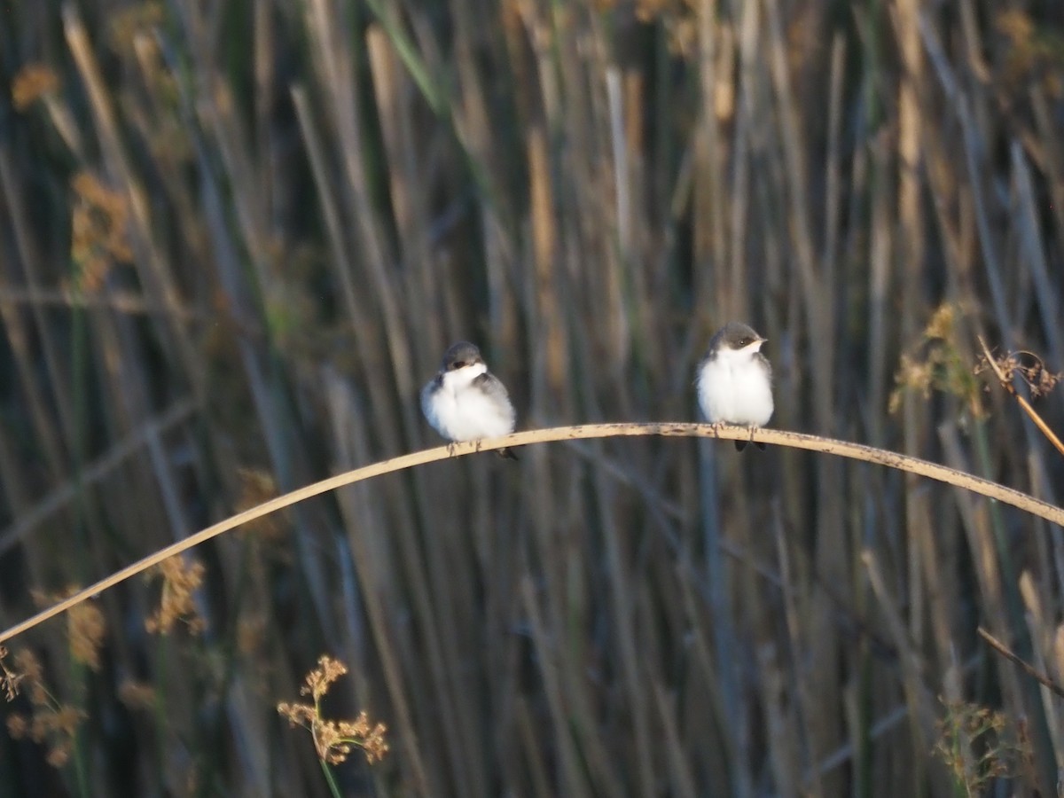 Tree Swallow - ML647149563