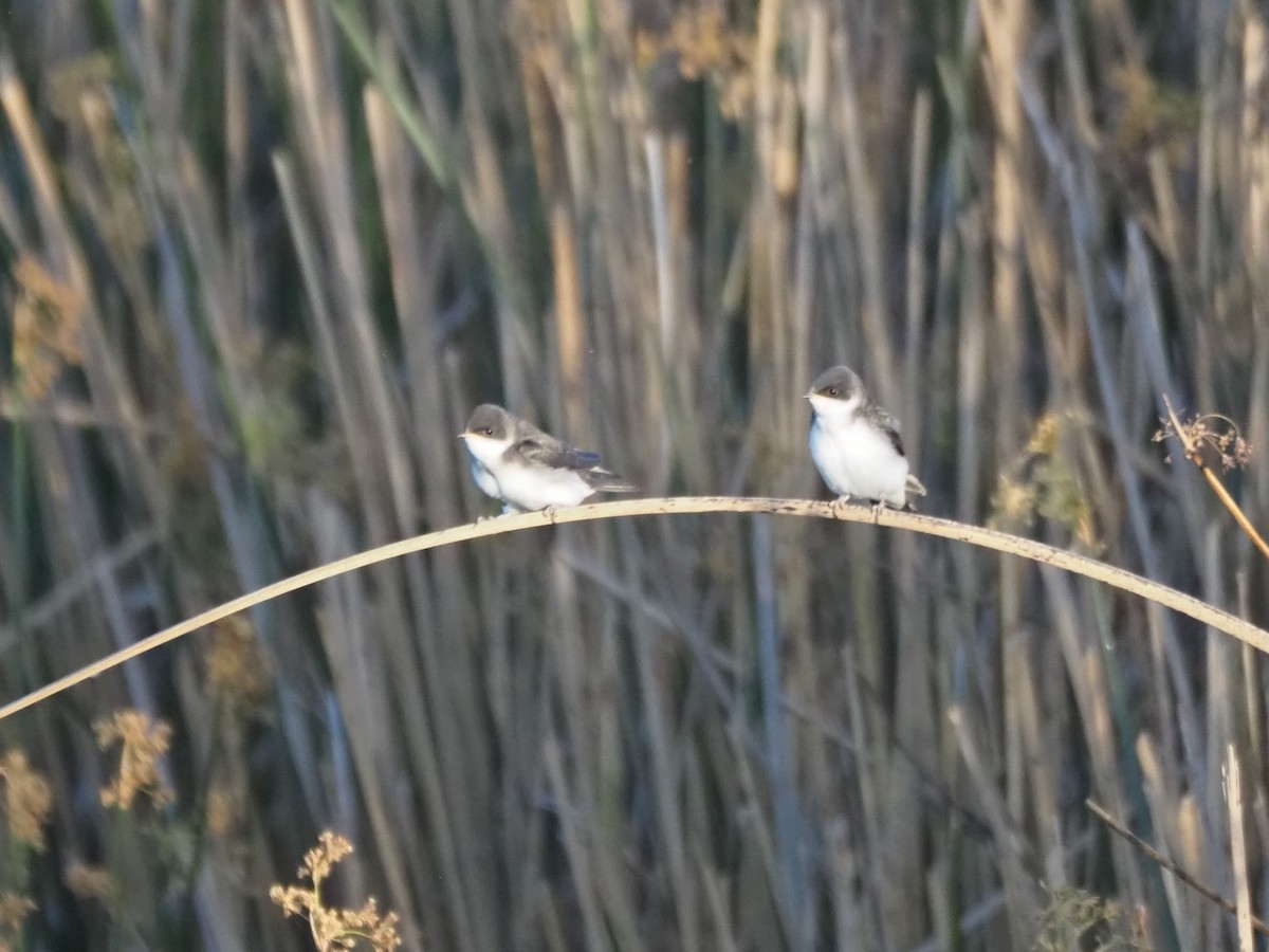 Tree Swallow - ML647149564