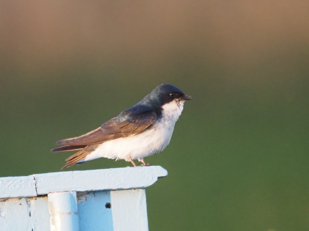 Tree Swallow - ML647149565