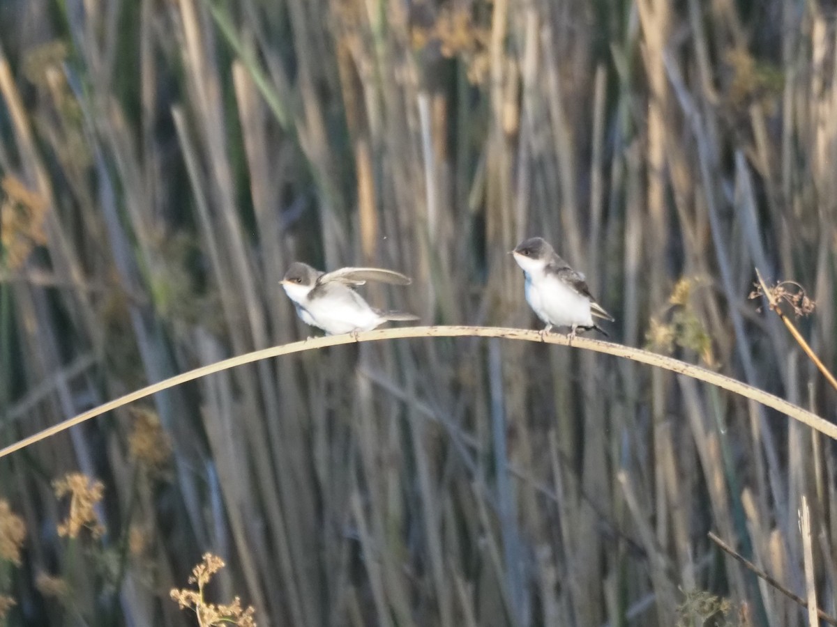 Tree Swallow - ML647149566