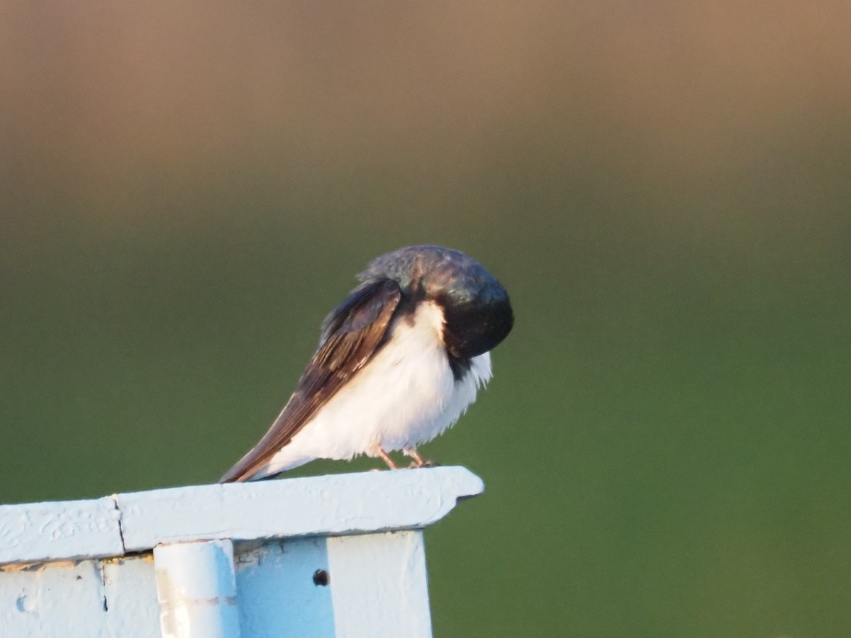 Tree Swallow - ML647149567