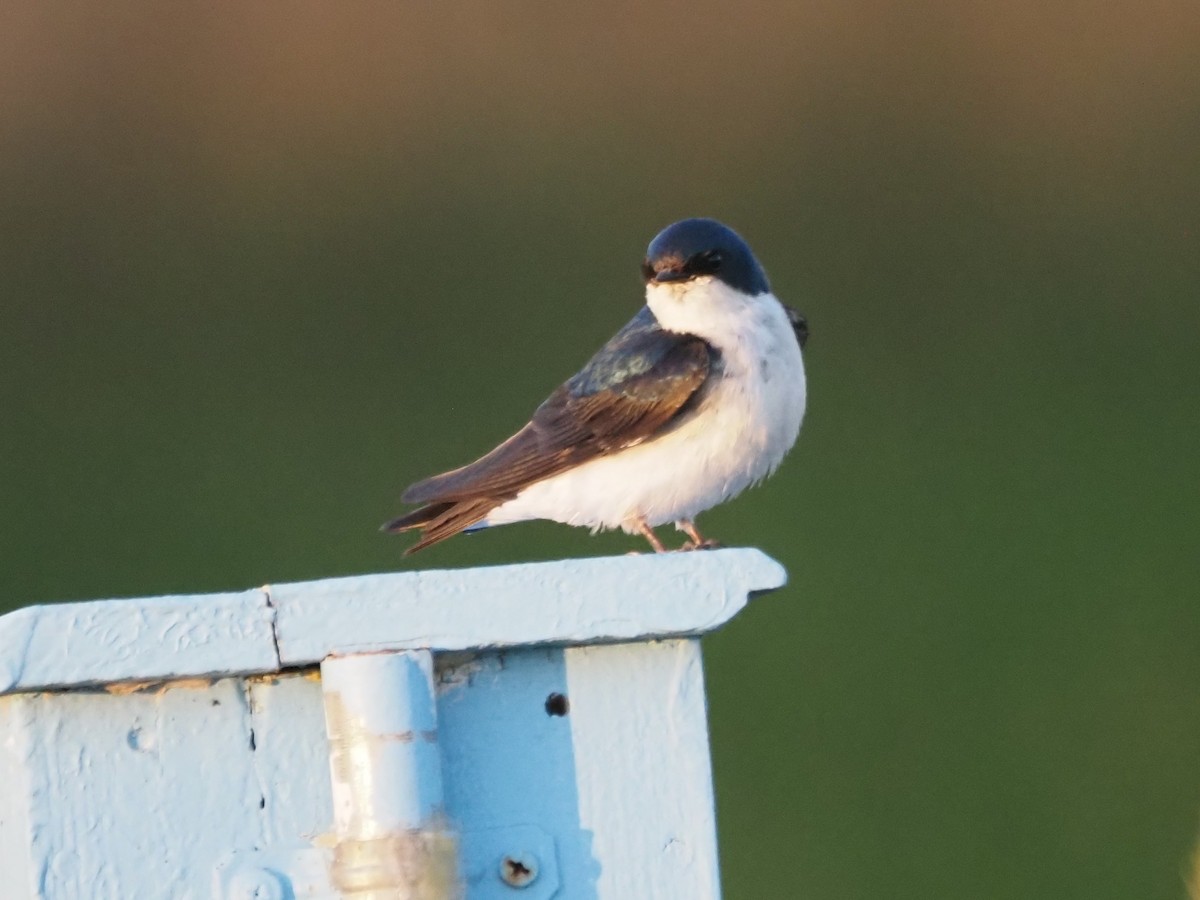 Tree Swallow - ML647149568