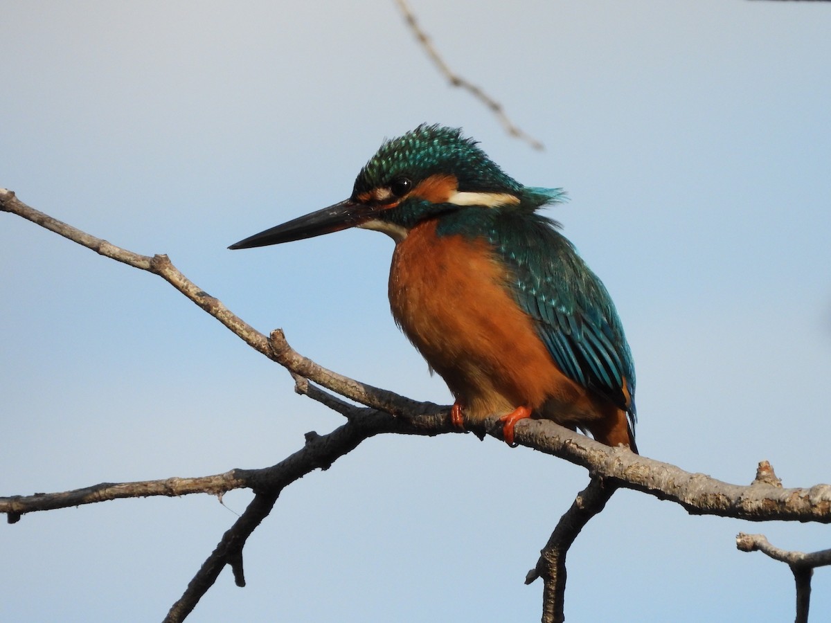 Рибалочка блакитний - ML647149569