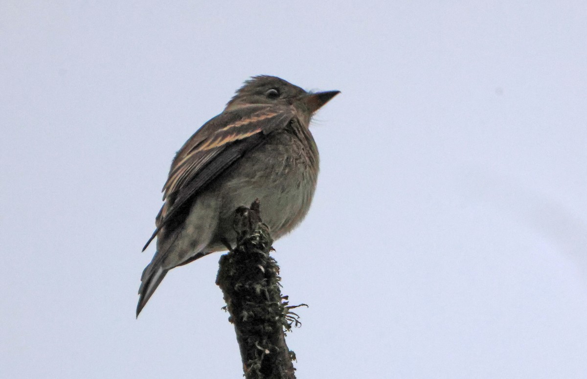 Pioui de l'Ouest - ML647149571