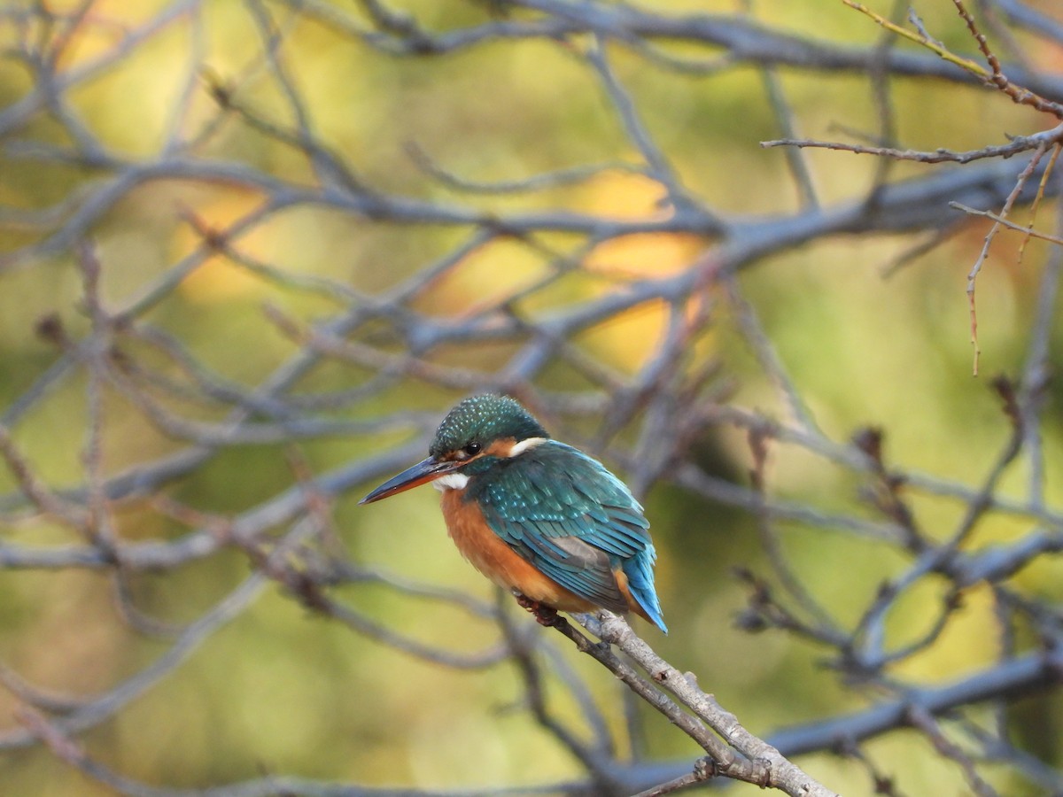 Рибалочка блакитний - ML647149572