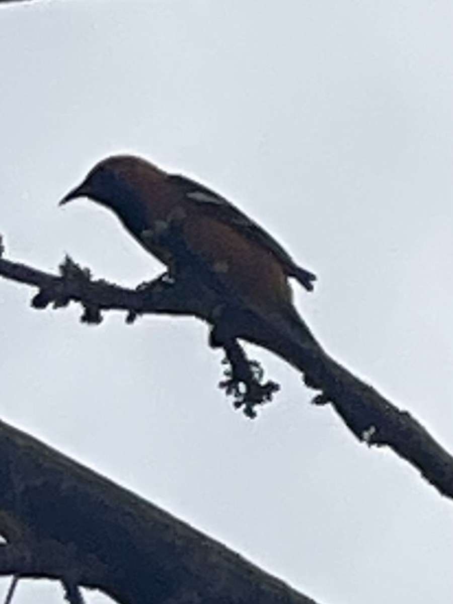 Hooded Oriole - ML647149574