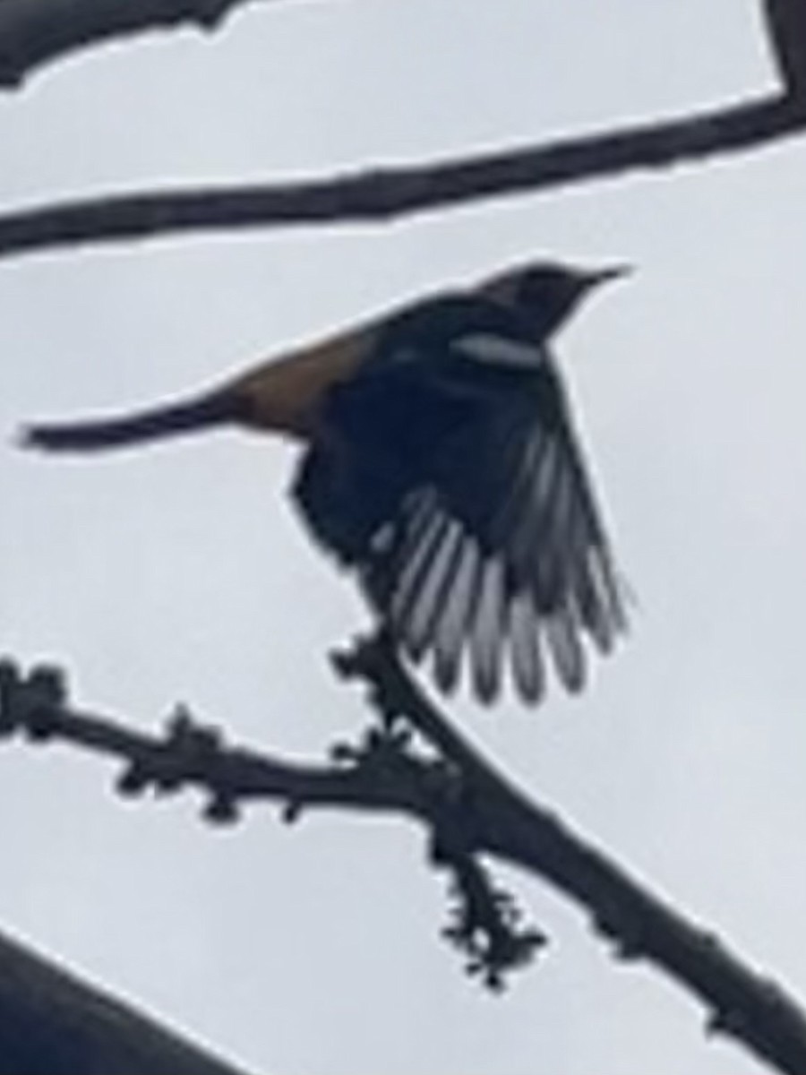 Hooded Oriole - ML647149575