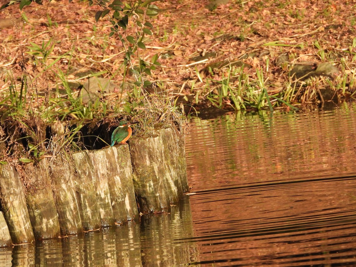 Рибалочка блакитний - ML647149579