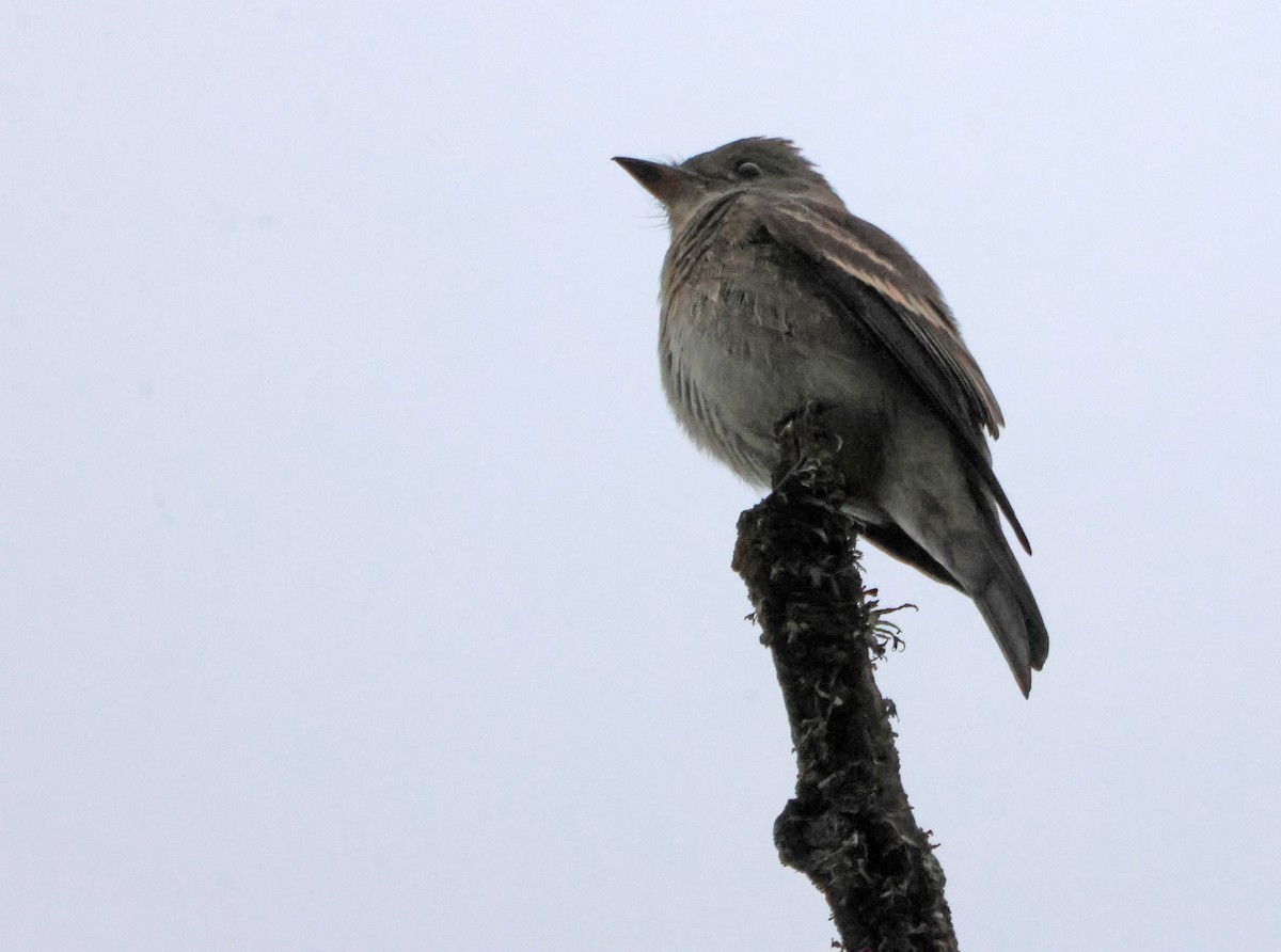 Pioui de l'Ouest - ML647149580