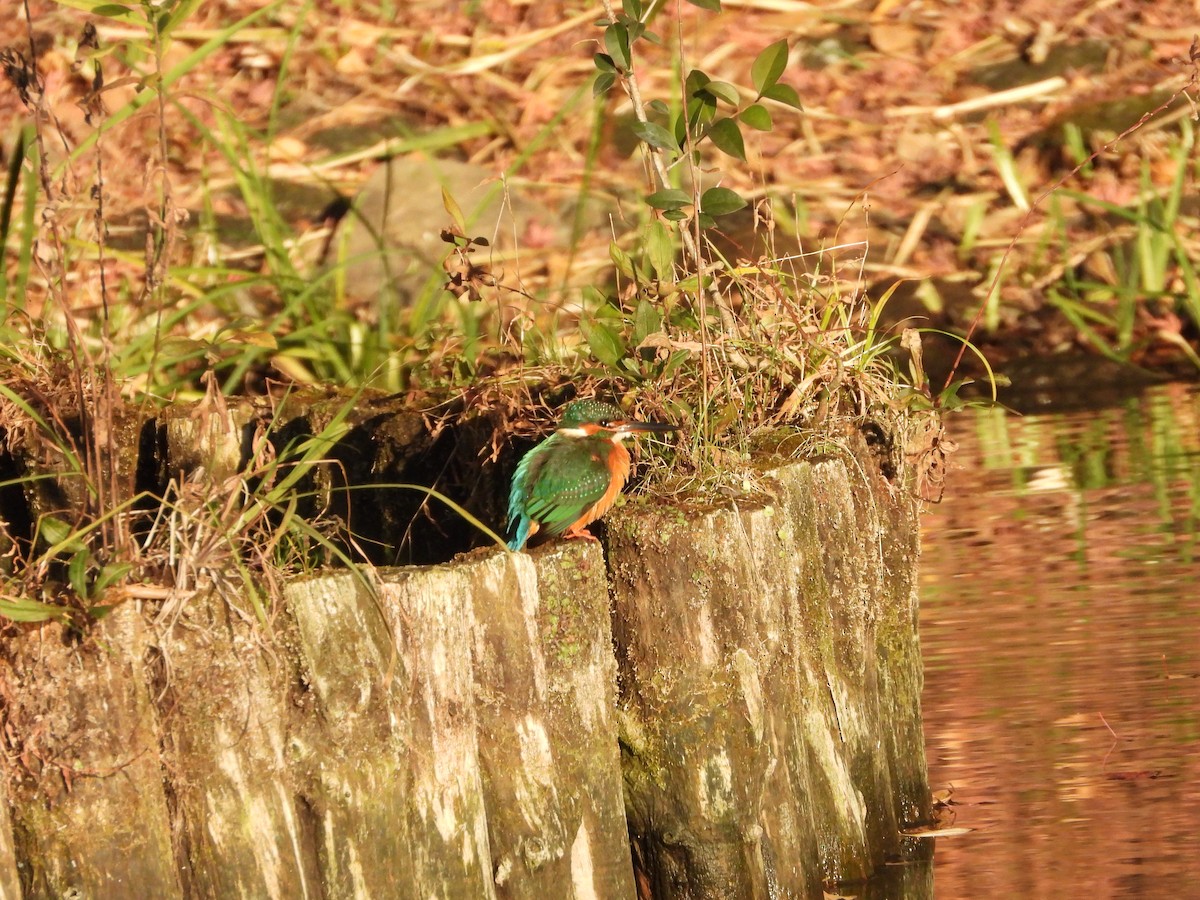 Рибалочка блакитний - ML647149582