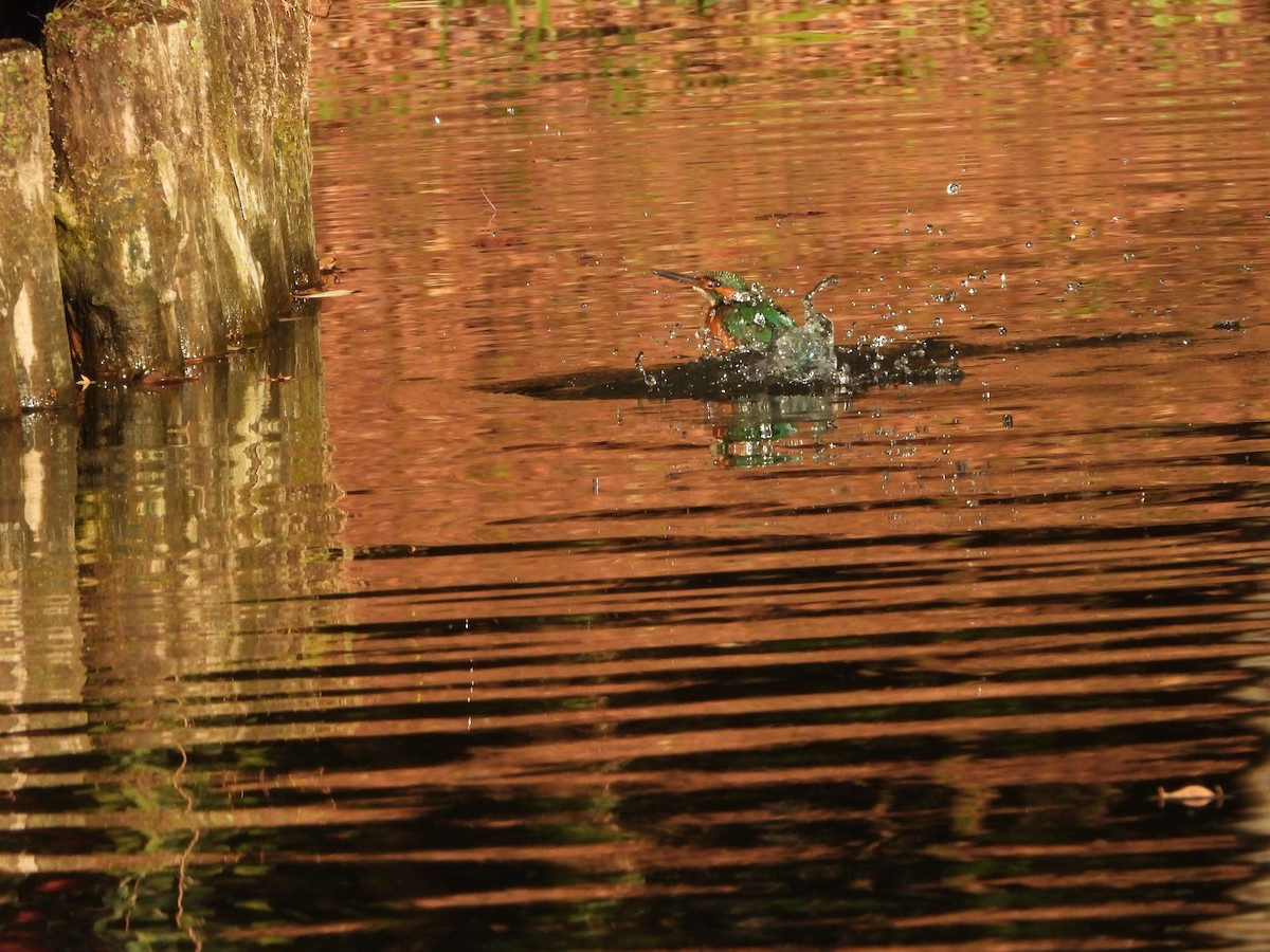 Рибалочка блакитний - ML647149584