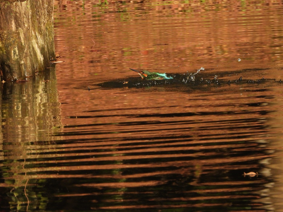 Рибалочка блакитний - ML647149586