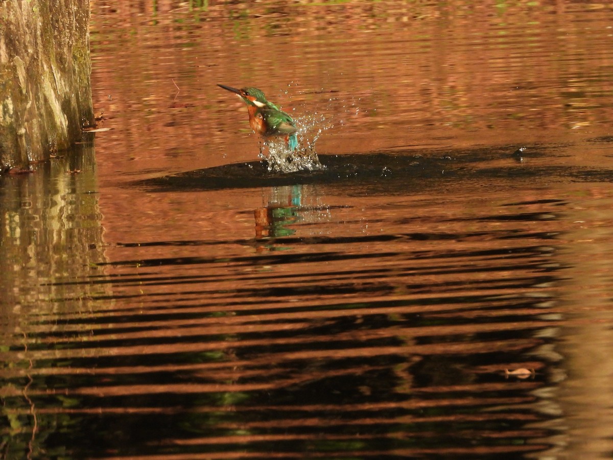 Рибалочка блакитний - ML647149589