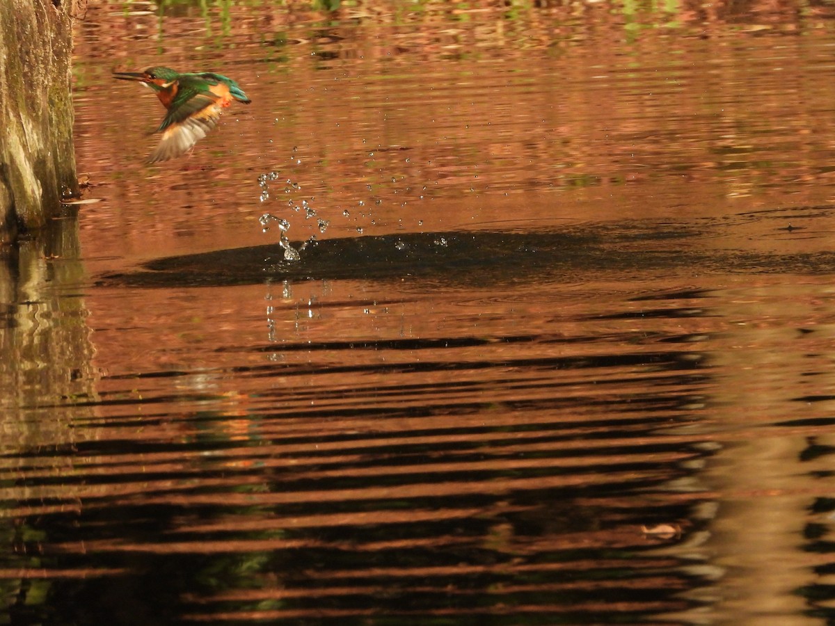 Рибалочка блакитний - ML647149592