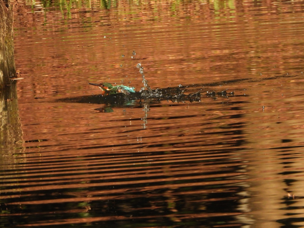 Рибалочка блакитний - ML647149595