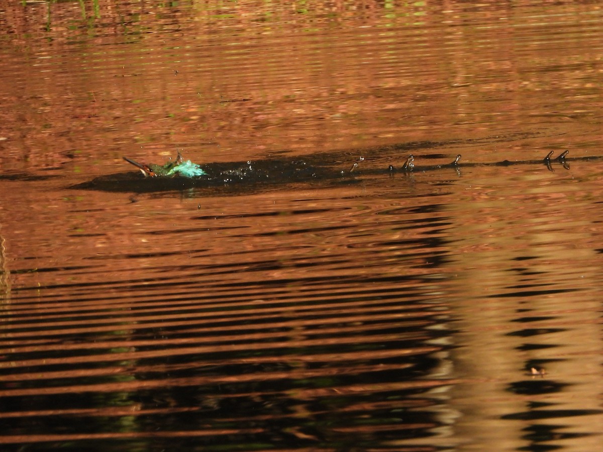 Рибалочка блакитний - ML647149598