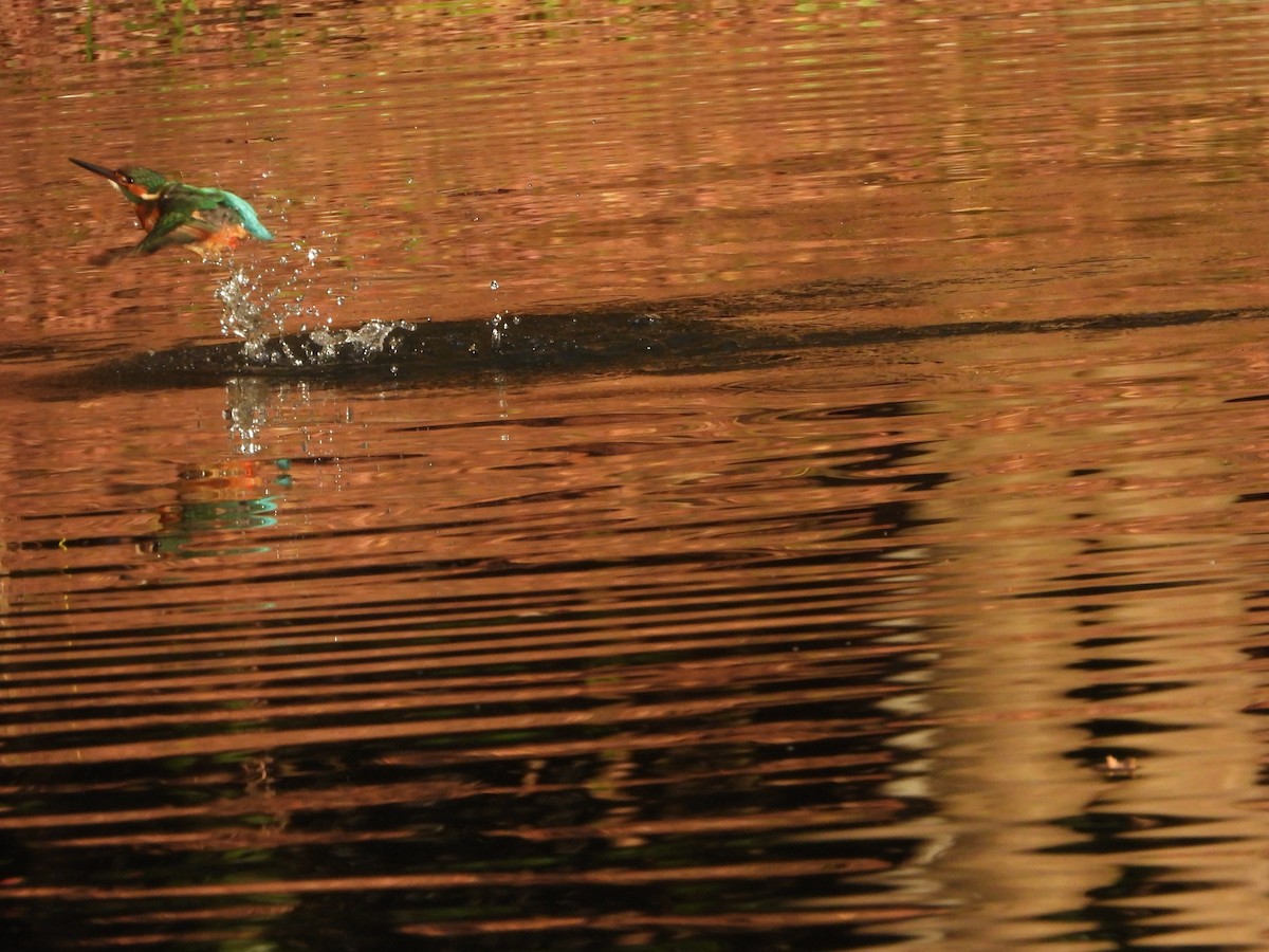 Рибалочка блакитний - ML647149600