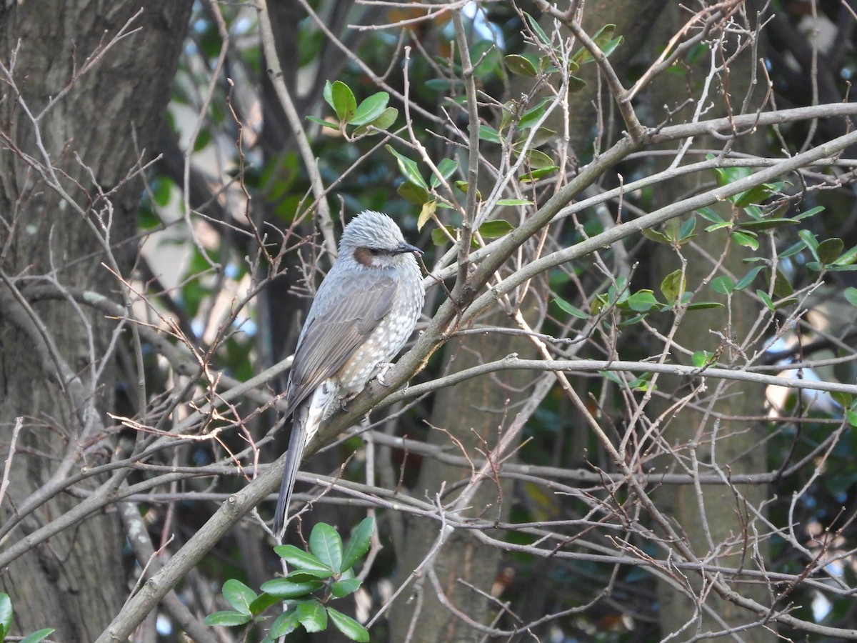 Оливник короткопалий - ML647149604