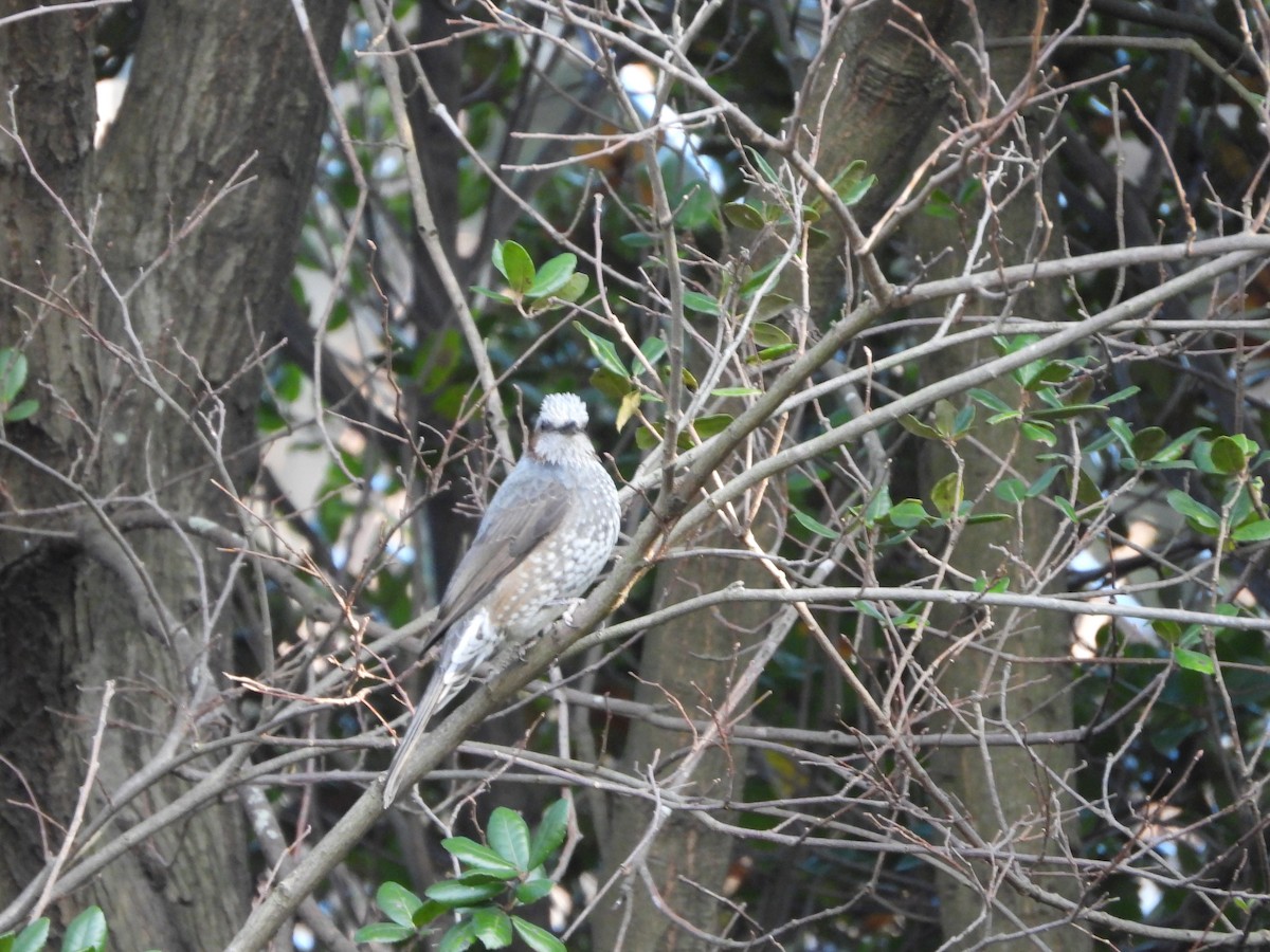 Оливник короткопалий - ML647149605