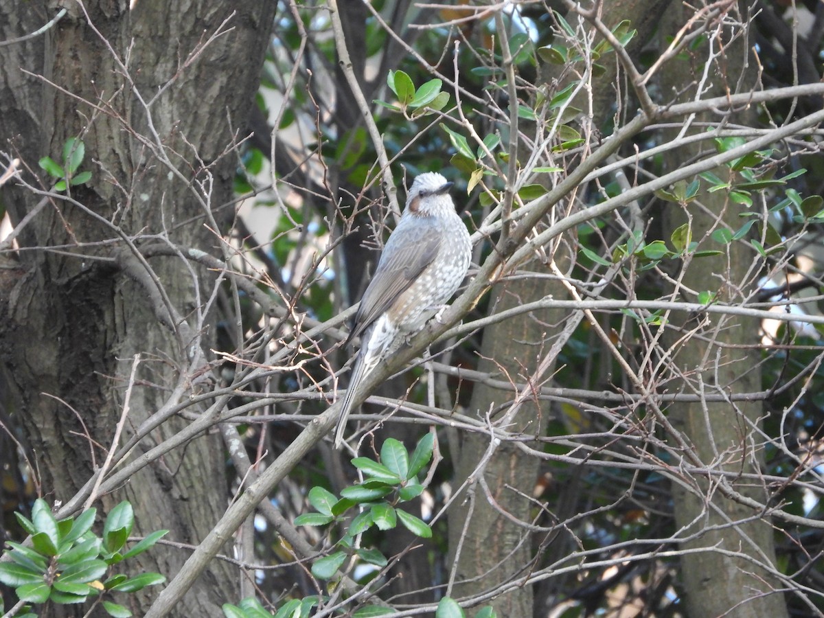 Оливник короткопалий - ML647149606