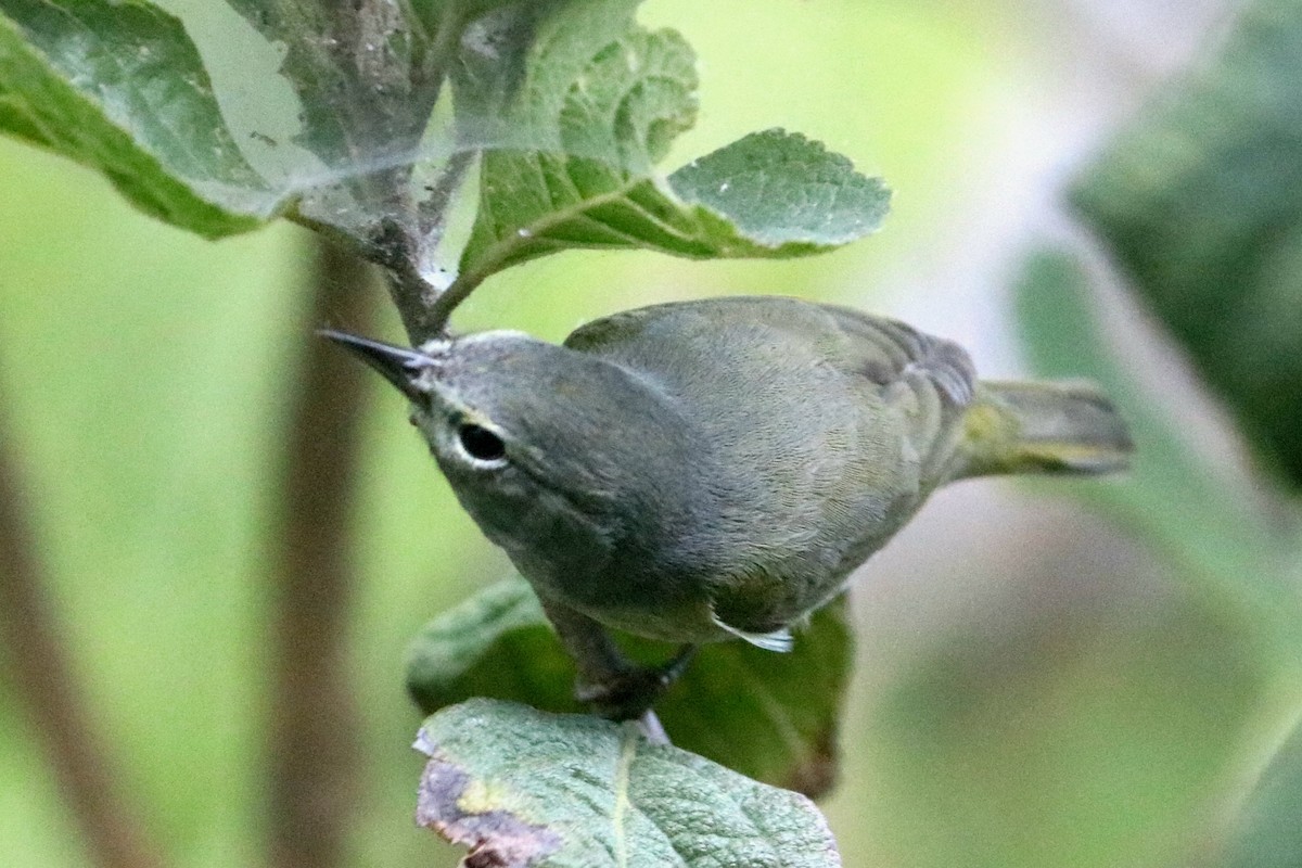 Orange-crowned Warbler - ML647149608